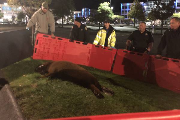Photos: Seal leaves pond, waddles to police station