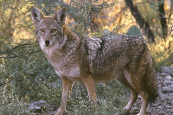 Coyote attacks 2-year-old child at California park, officials say