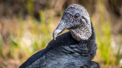 Vultures believed to be seriously ill were, instead, ‘literally too drunk to fly’
