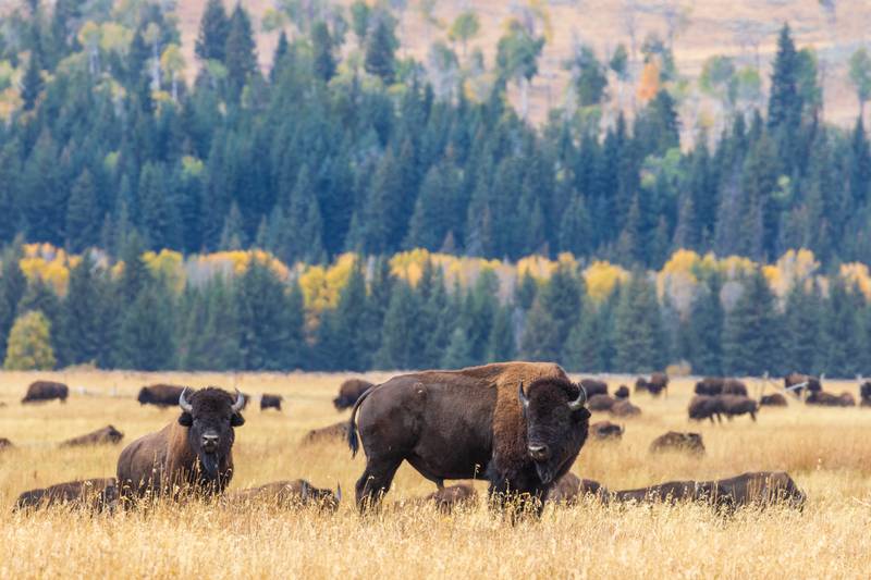 A herd of bison