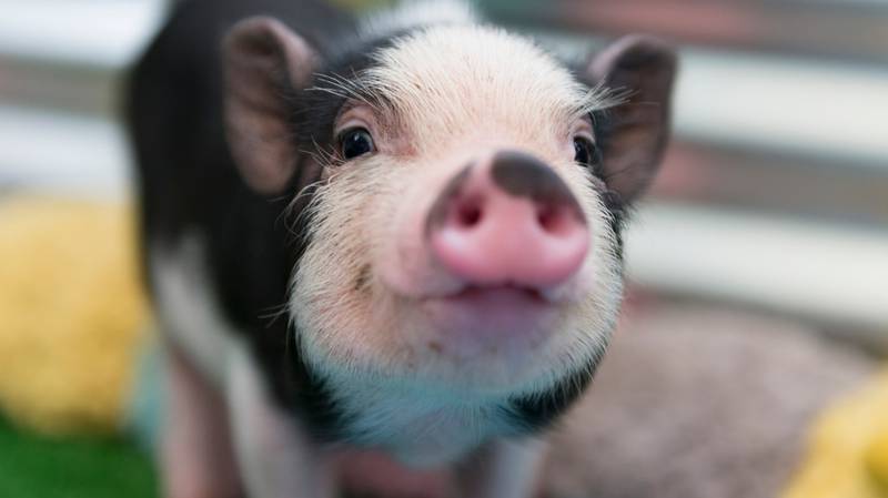 A piglet was rescued after he was tossed around during a Mardi Gras event in New Orleans, Louisiana.