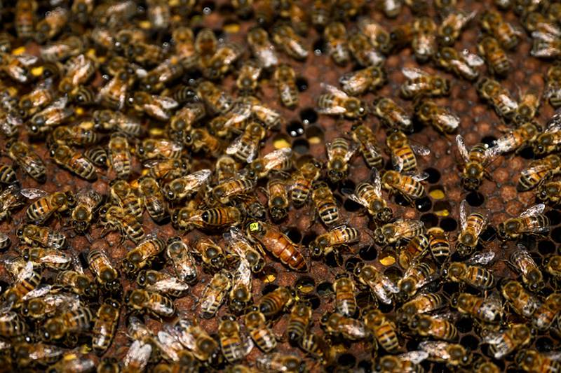 The bees were American honeybees.