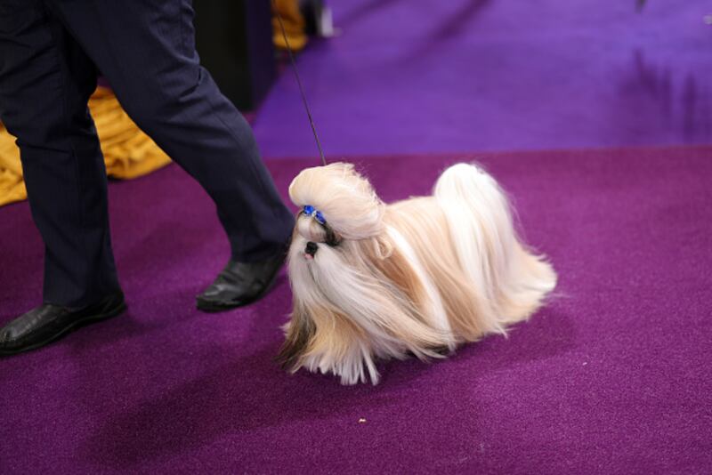 Westminster Kennel Club