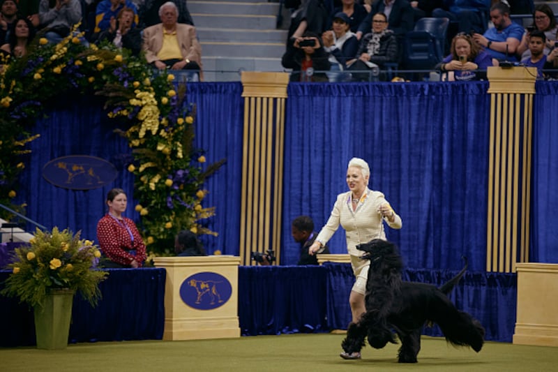 Westminster Kennel Club