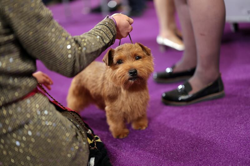 Westminster Kennel Club