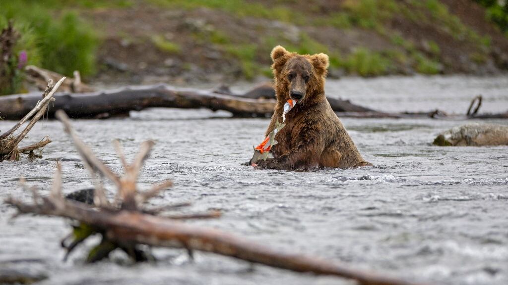 Bear in a river eating salmon.