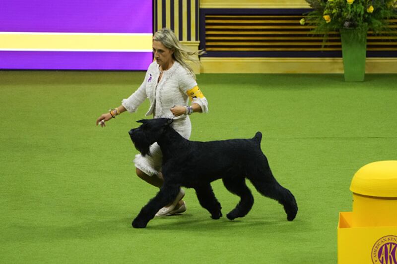 Westminster Kennel Club