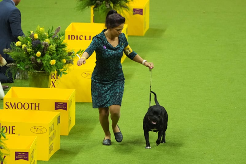 Westminster Kennel Club