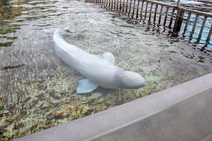 Beluga whale rescue