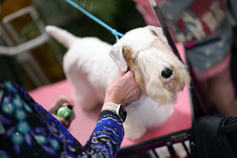 Westminster Kennel Club