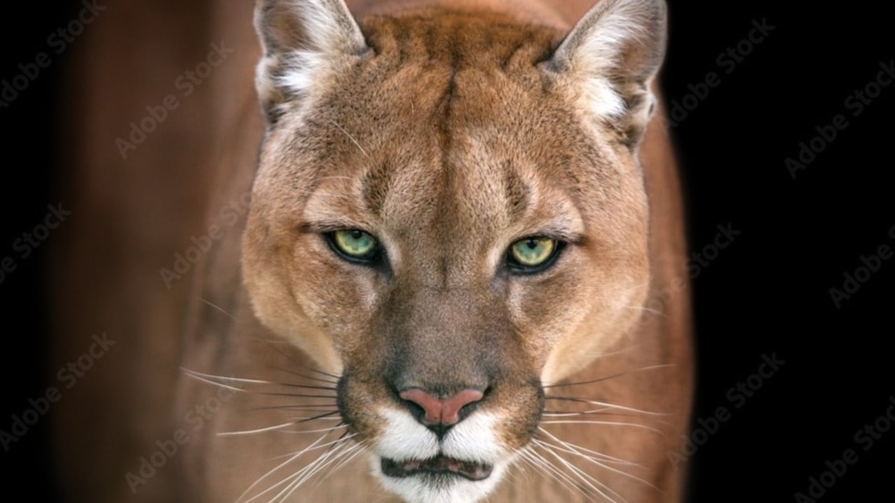 The cat apparently took a swipe at the man, who retaliated.