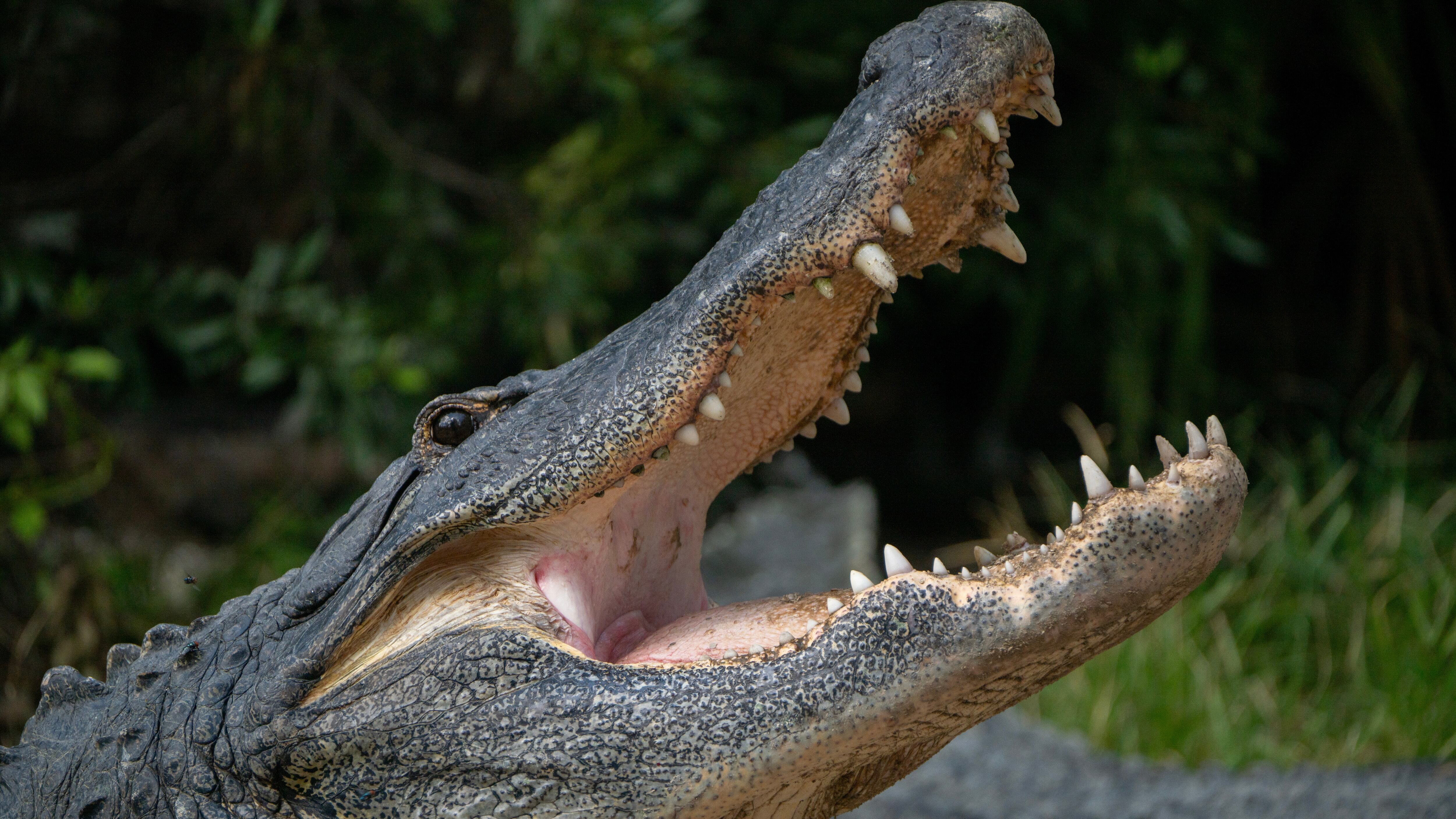 Alligator with mouth open