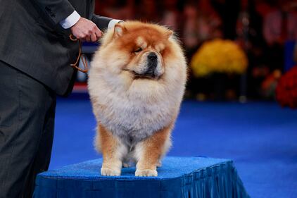 National Dog Show