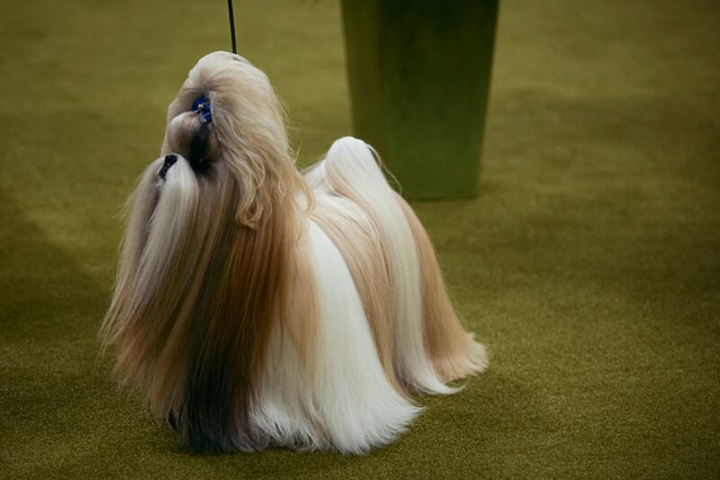 Westminster Kennel Club