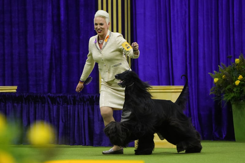 Westminster Kennel Club