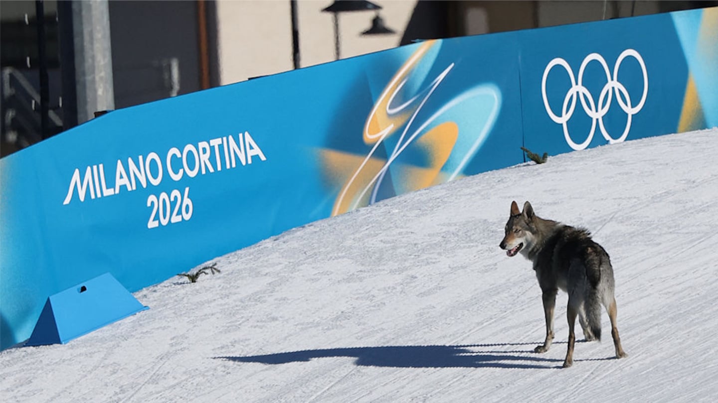 A dog surveys the slope after trotting onto the course Wednesday.